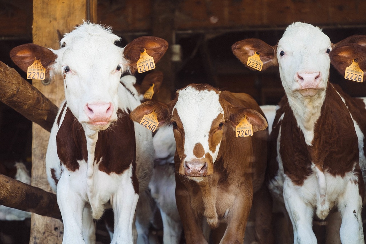 cows, bovine, ear tags-1209635.jpg