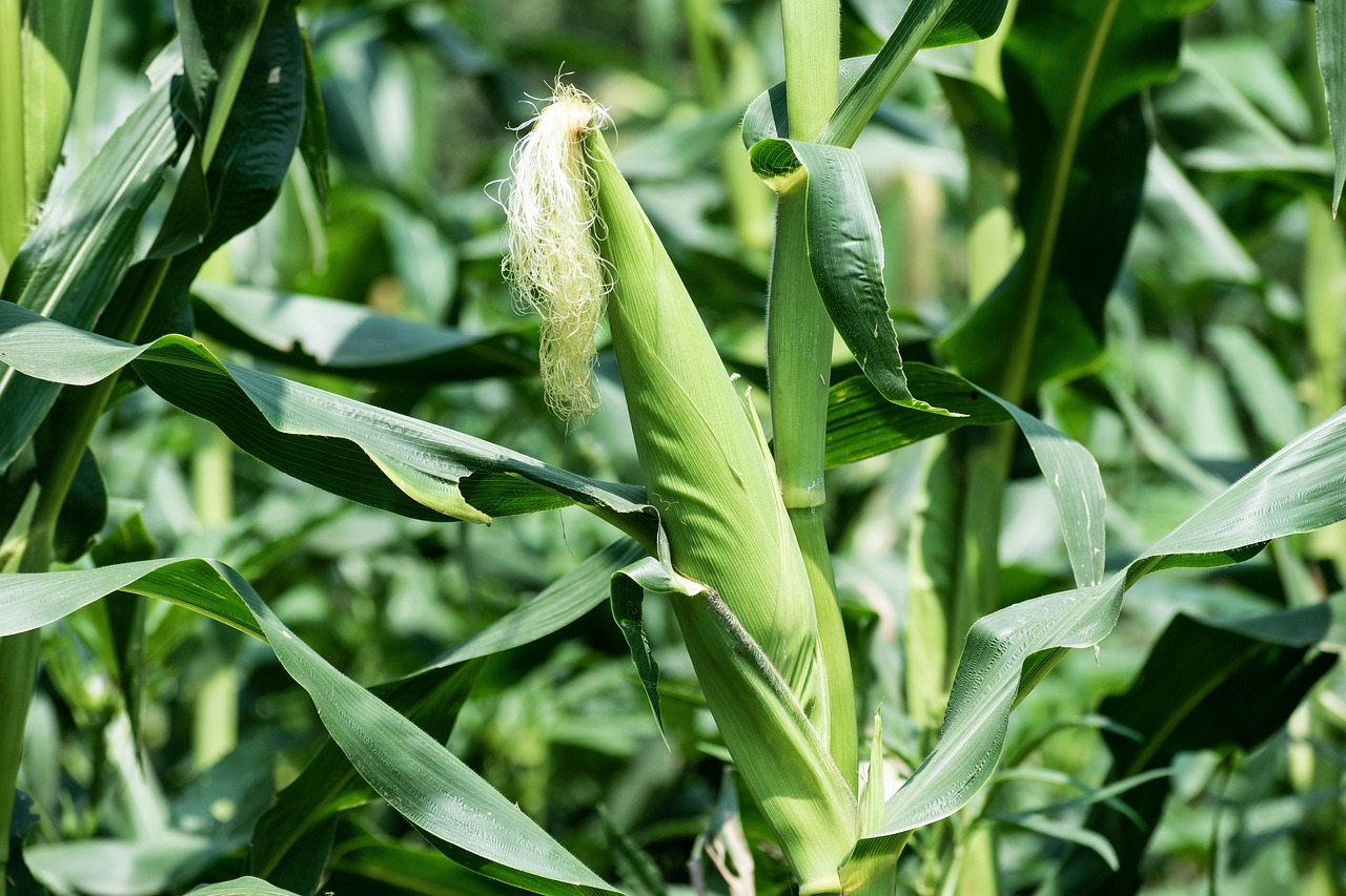 maize, plant, corn-5463051.jpg