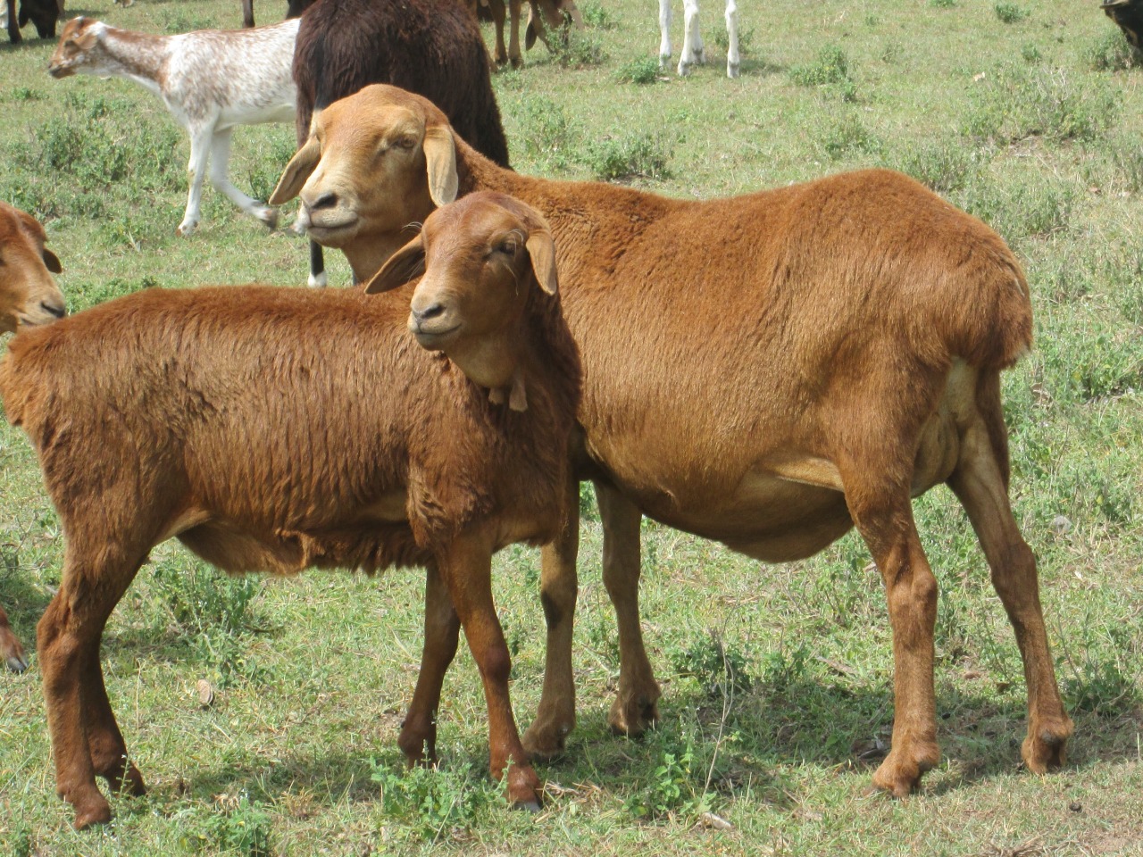 red maasai sheep