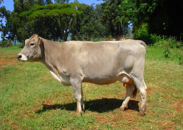 brown-swiss-1