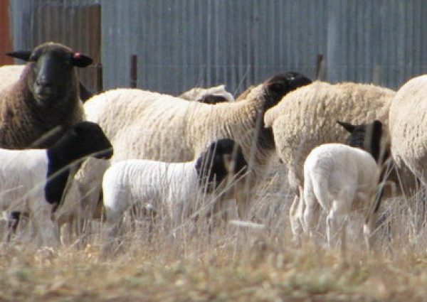 dorper-flock dorper-flock