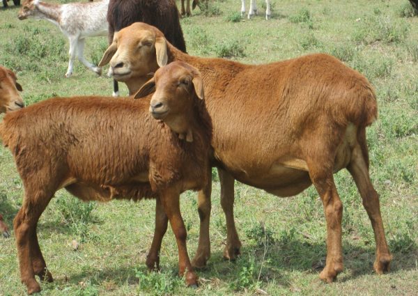 red-maasai-sheep red-maasai-sheep